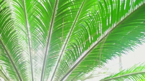 Awesome Tropical Date Palm Tree With Branches in sunlight. Leaf Palm Tree banner Stock Footage 173396343