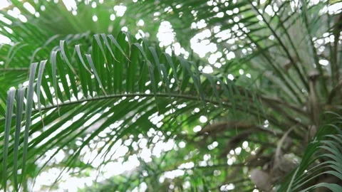 Awesome Tropical Date Palm Tree With Branches in sunlight. Leaf Palm Tree banner Stock Footage 173396531
