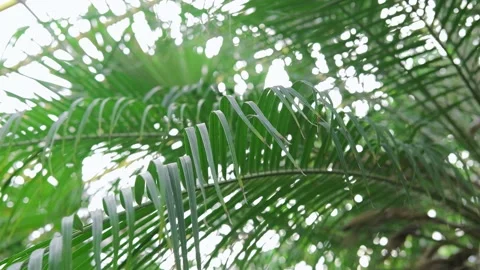 Awesome Tropical Date Palm Tree With Branches in sunlight. Leaf Palm Tree banner Stock Footage 178910134