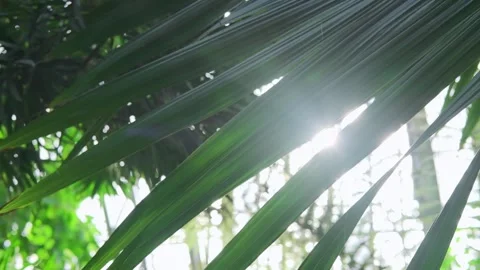 Awesome Tropical Date Palm Tree With Branches in sunlight. Leaf Palm Tree banner Stock Footage 280103864