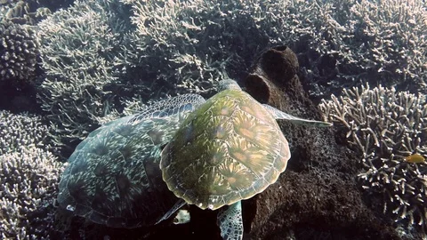 Awesome video of two leatherback turtles playing together in Komodo, Indonesia Stock Footage 94665545