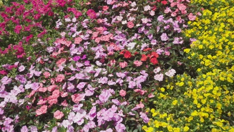Awesome view of colorful flowers at scenic garden 库存影片 335140341