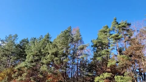 Awesome view of forest and blue sky. Stock Footage 290505649