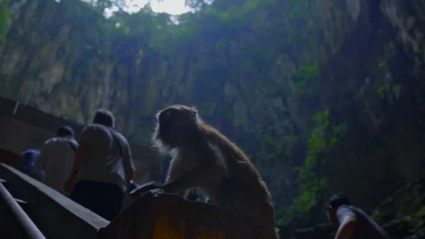 Awesome view of monkey playing while tourist pass by at the Batu Caves Stock Footage 111278471