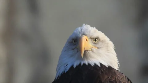 Awful look of adorable bald eagle close up, haliaeetus leucocephalus, Stock Footage 46741992