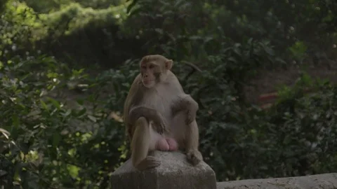 Awkward grey monkey with huge testicles balls genitals sits staring in Video stock 112311301