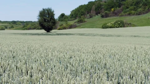 Awnless wheat field. Moving softly in the wind Stock Footage 91167913
