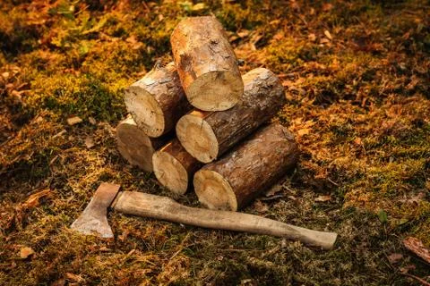 Ax and tree trunks on moss in the forest at sunset Stock Photos