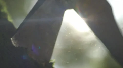 Ax going down a few times on tree wood with sunlight Stock Footage 36665685