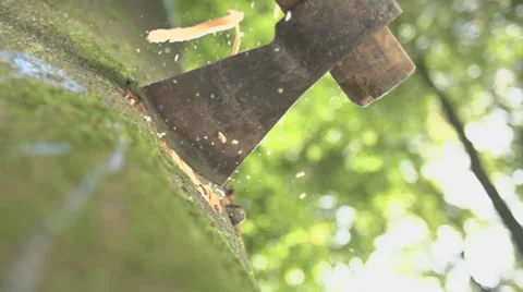 Ax going down on a tree Stock Footage 36663718