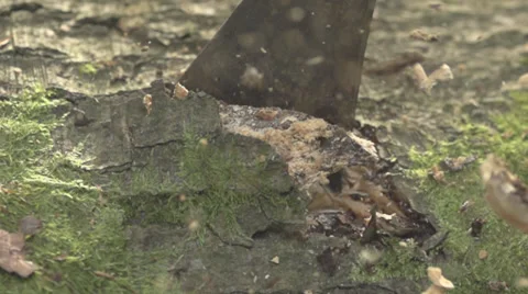 Ax Ramming Into A Tree - Several Blows Stock Footage 36626946