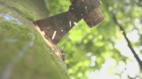 Ax Ramming Into A Tree Trunk - Several Blows On Sunny Day Stock Footage 36626718
