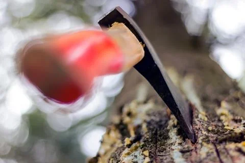 An ax is stuck in a tree in the forest Stock Photos