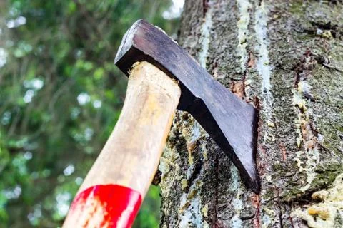 An ax is stuck in a tree in the forest Stock Photos