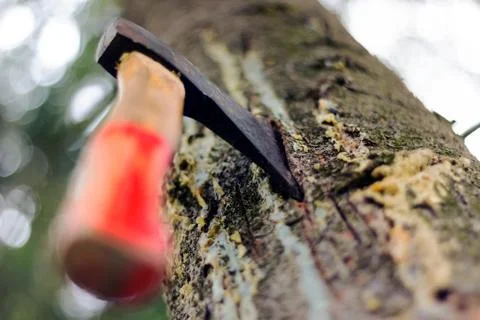 An ax is stuck in a tree in the forest Stock Photos