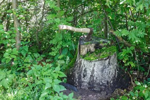 Ax in the stump. Stock Photos