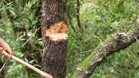 Axe Chopping into Tree Trunk - Manual Woodcutting Action Stock Footage 312242030