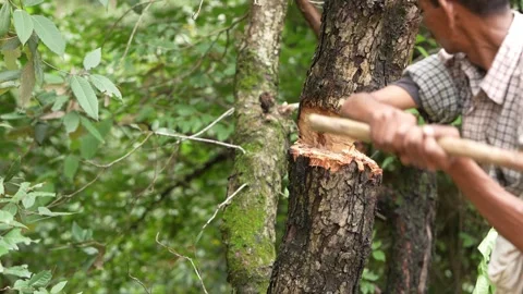 Axe Chopping into Tree Trunk - Manual Woodcutting Action Stock Footage 312242031
