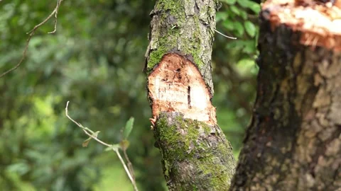 Axe Chopping into a Tree Trunk - Woodcutting in Forest Stock Footage 312200290