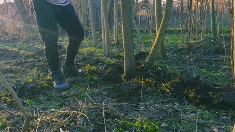 Axe Cutting Small Trees and Brush in Woodland 4K Stock Footage 327825043