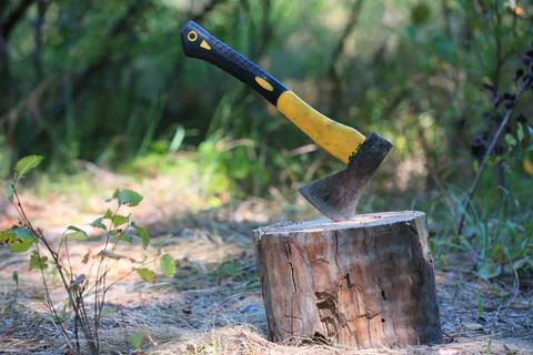 Axe embedded in a tree stump in a sunlit forest clearing Photos
