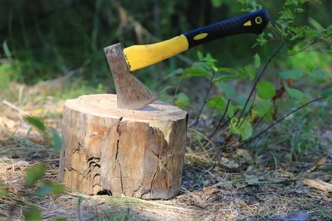 Axe embedded in a tree stump in a sunlit forest Photos