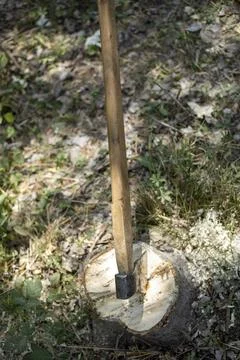 An axe resisting in the the tree Stock-Fotos