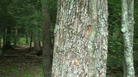 Axe Throw Hitting the Target Stock-Footage 184656