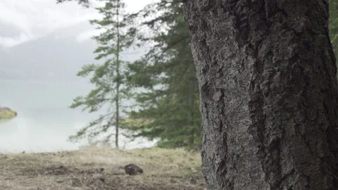 A Axe Is Thrown Into A Tree In Super Slow Motion 動画素材 74436754