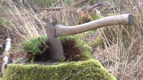 Axe on tree stump Stock Footage 71388845