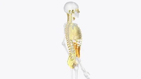 The axial connective tissue system Stock Illustration