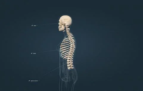 The axial is the part of the skeleton that consists of the bones of the hea.. Stock Illustration