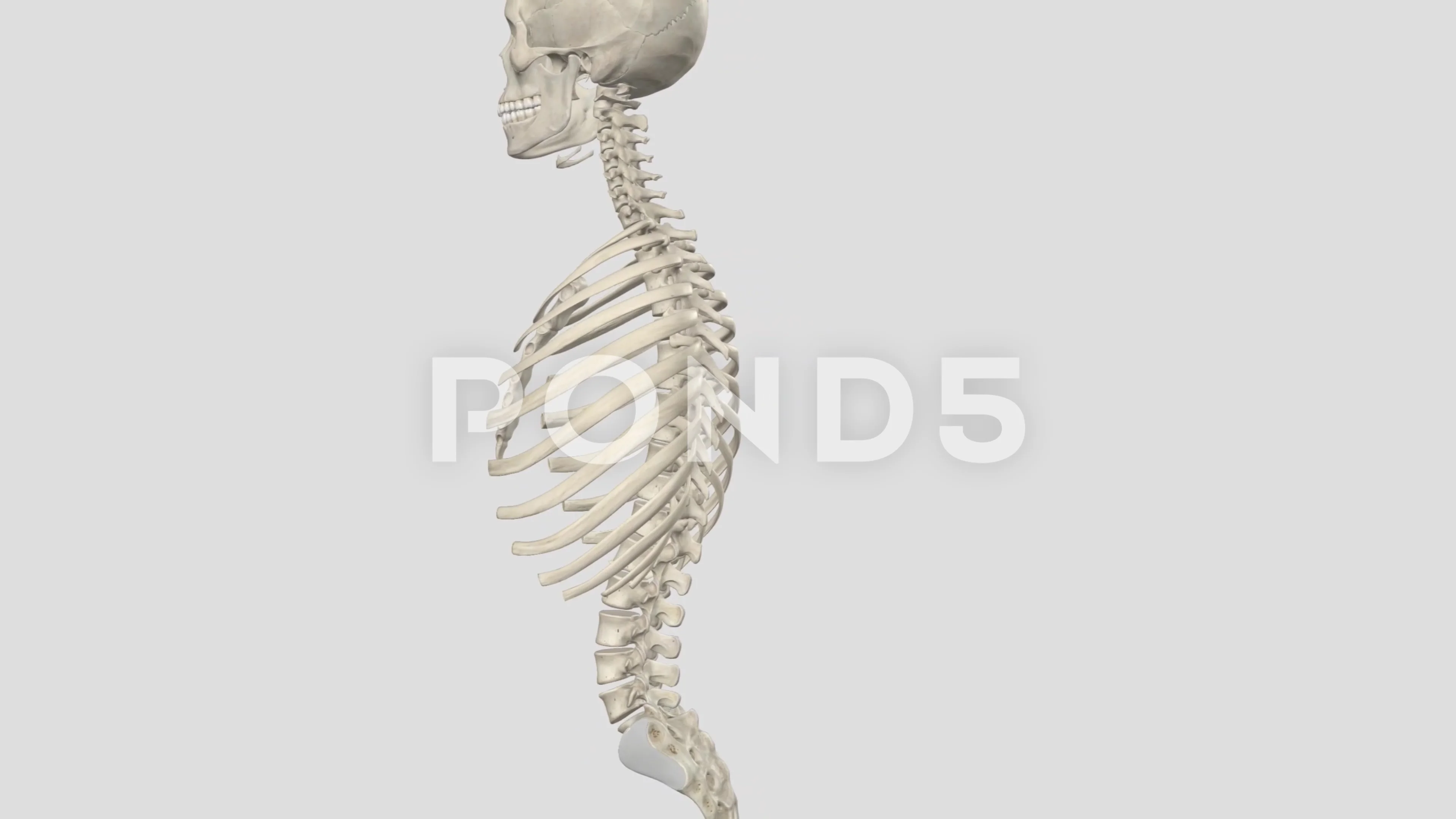 Axial Skeleton: What Bones it Makes Up