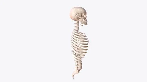 Axial skeleton is made up of the 80 bones within the central core of your bod Ilustración de archivo