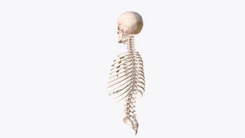 Axial skeleton is made up of the 80 bones within the central core of your bod Ilustración de archivo