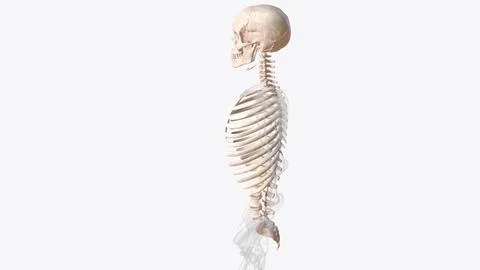 Axial skeleton is made up of the 80 bones within the central core of your bod Ilustración de archivo