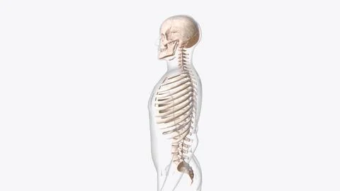 Axial skeleton is made up of the 80 bones within the central core of your bod Ilustración de archivo
