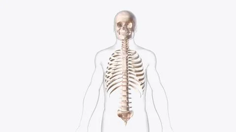 Axial skeleton is made up of the 80 bones within the central core of your bod Ilustración de archivo