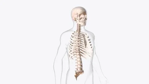 Axial skeleton is made up of the 80 bones within the central core of your bod Ilustración de archivo