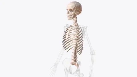 Axial skeleton is made up of the 80 bones within the central core of your bod Ilustración de archivo