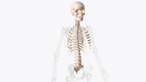 Axial skeleton is made up of the 80 bones within the central core of your bod Ilustración de archivo