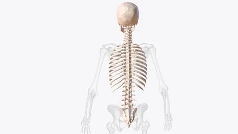 Axial skeleton is made up of the 80 bones within the central core of your bod Stock Illustration