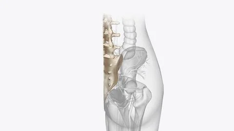 Axial skeleton is made up of the 80 bones within the central core of your bod Ilustración de archivo