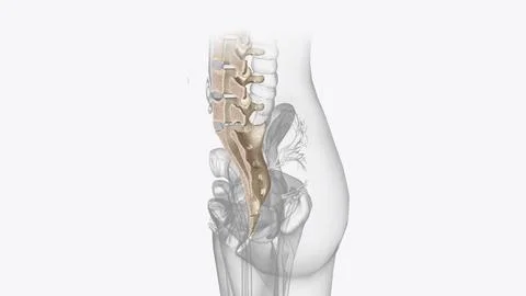 Axial skeleton is made up of the 80 bones within the central core of your bod Ilustración de archivo