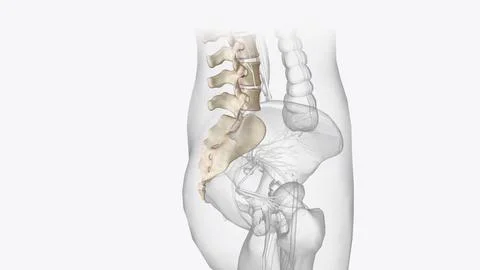 Axial skeleton is made up of the 80 bones within the central core of your bod Stock Illustration