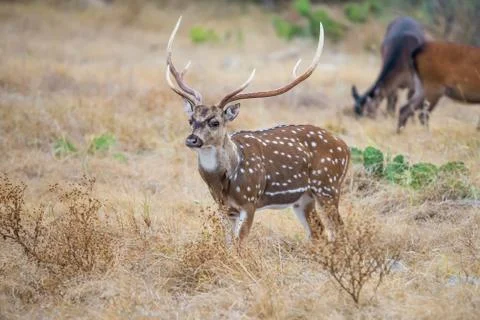 Axis Buck Foto stock