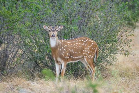 Axis Buck Stock Photos