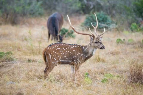 Axis Buck Stock Photos