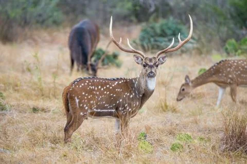 Axis Buck Foto stock