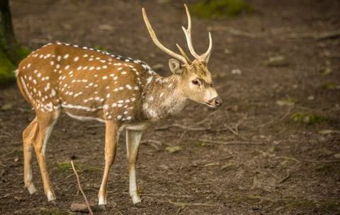 Axis deer buck profile image Stock Photos